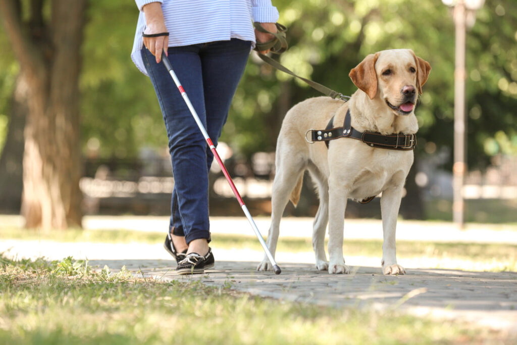 Blind Woman Walking Guide Dog